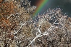 rainbow_woods_8_HDR