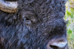 Portrait_of_an_American_Bison