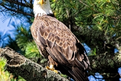 Sand_Lake_Bald_Eagle_3