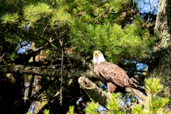 Sand_Lake_Bald_Eagle_4