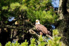 Sand_Lake_Bald_Eagle_5