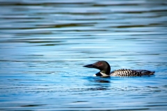 Sand_Lake_Loon_1