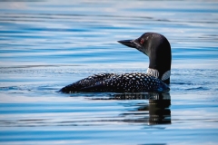 Sand_Lake_Loon_3