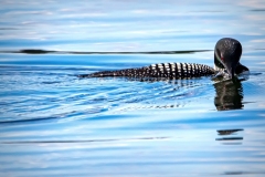 Sand_Lake_Loon_4