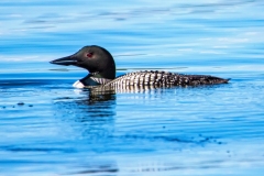 Sand_Lake_Loon_5