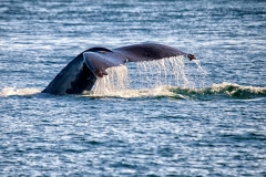 WhaleTail1