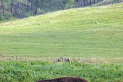 Yellowstone_Bison_1