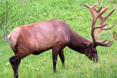 Yellowstone_Elk_1