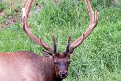 Yellowstone_Elk_10