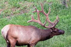 Yellowstone_Elk_11