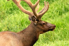 Yellowstone_Elk_14