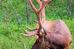 Yellowstone_Elk_2