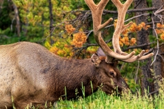 Yellowstone_Elk_3