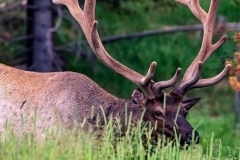 Yellowstone_Elk_4jpg