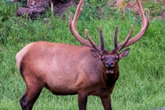 Yellowstone_Elk_5