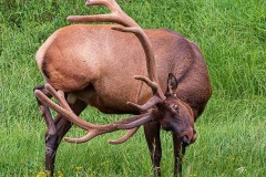 Yellowstone_Elk_6