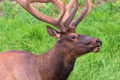 Yellowstone_Elk_7