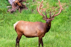 Yellowstone_Elk_8