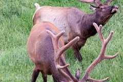 Yellowstone_Elk_9