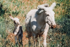 Young-_Burro_and_Ma